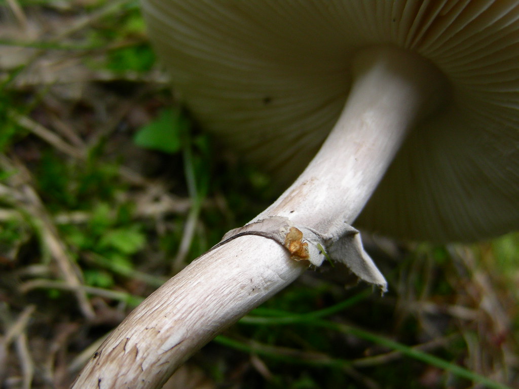 Amanita porphyria: scheda fotografica